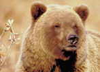 Alaska Grizzly Bear